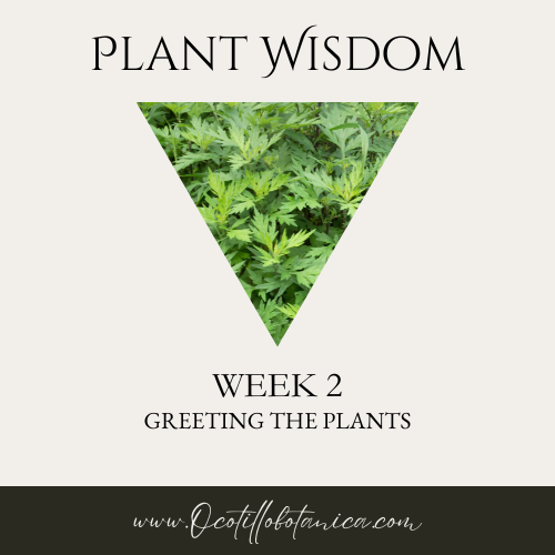 Plant Wisdom