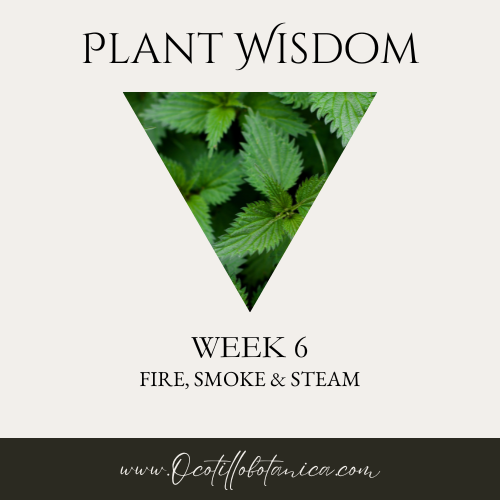 Plant Wisdom