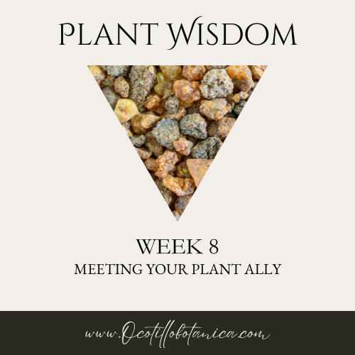 Plant Wisdom