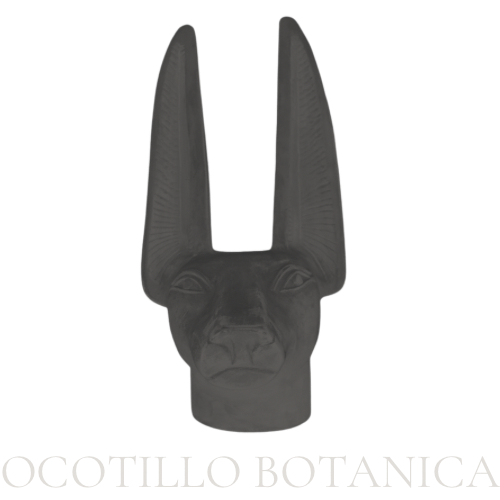 Ocotillo Botánica