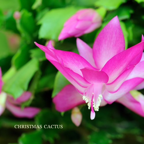 Christmas Cactus Spirit Essence