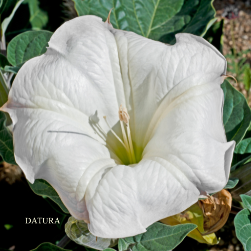 Datura Spirit Essence
