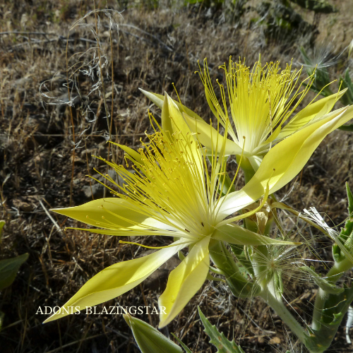 Adonis Blazingstar Essence