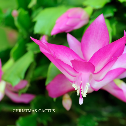 Christmas Cactus Essence