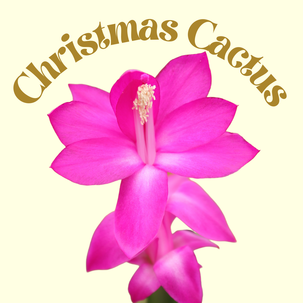 Christmas Cactus Spirit Essence