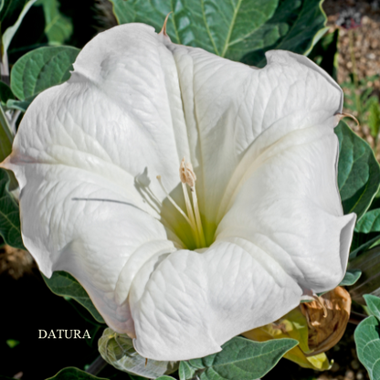 Jimsonweed Datura Essence