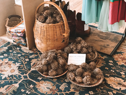 Rose of Jericho