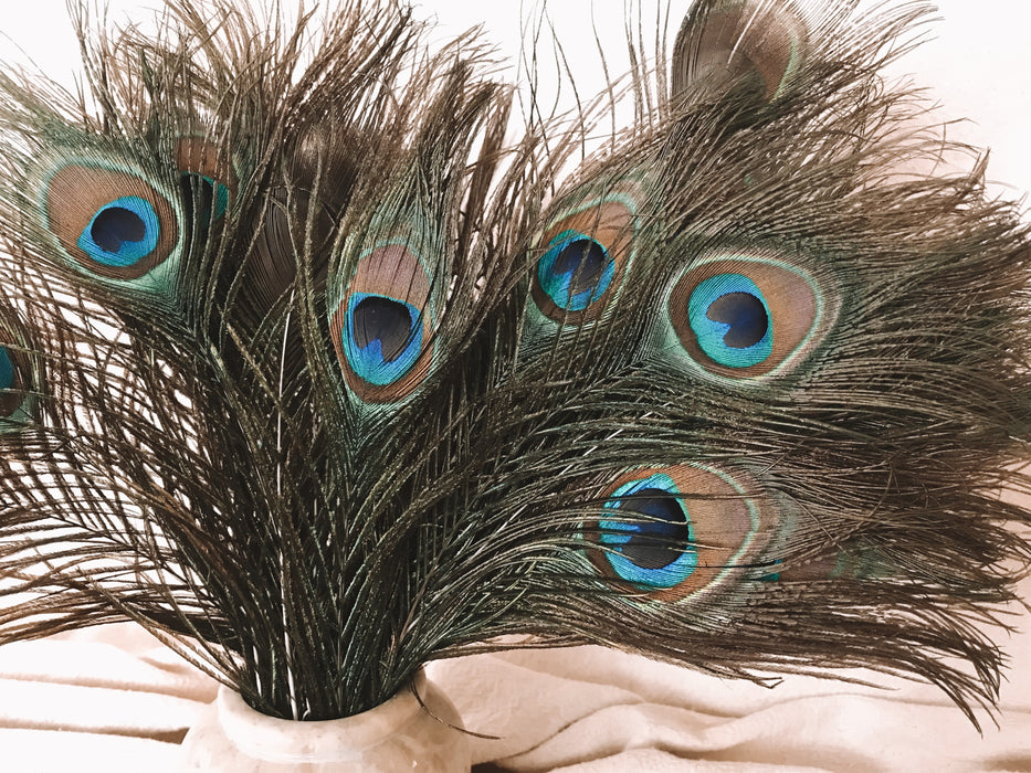 Peacock Feather