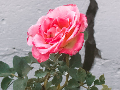 Monsoon Rose Spirit Essence