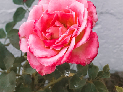 Monsoon Rose Spirit Essence