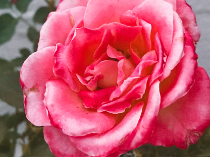 Monsoon Rose Spirit Essence