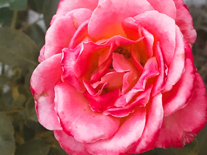 Monsoon Rose Spirit Essence