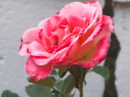 Monsoon Rose Spirit Essence