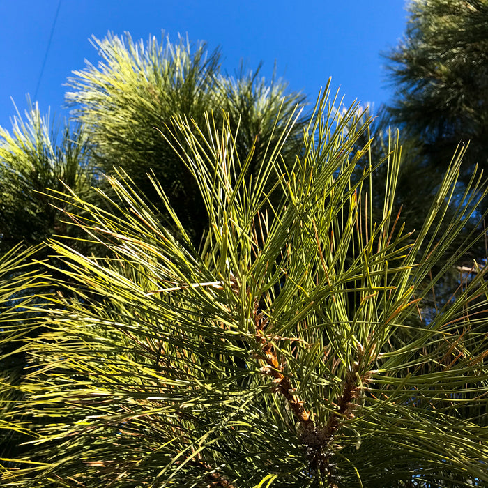 Ponderosa Pine Vibrational Essence