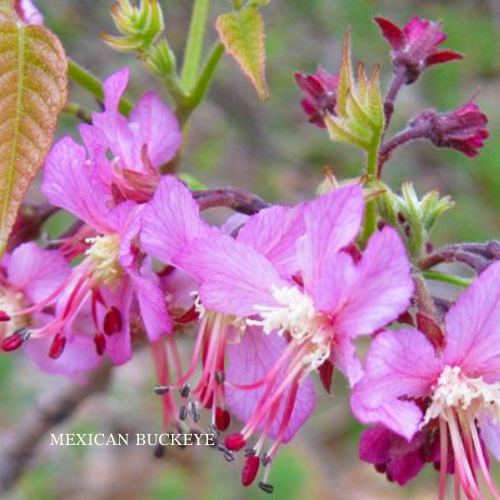 Mexican Buckeye Spirit Essence