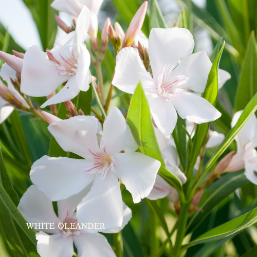 White Oleander Spirit Essence