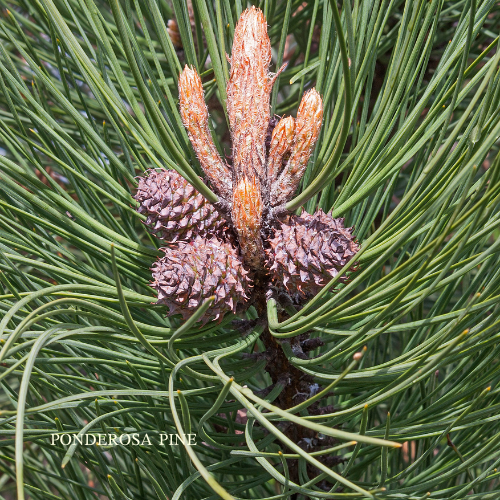Ponderosa Pine Vibrational Essence