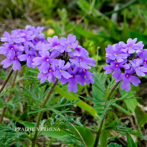 Prairie Verbena Spirit Essence